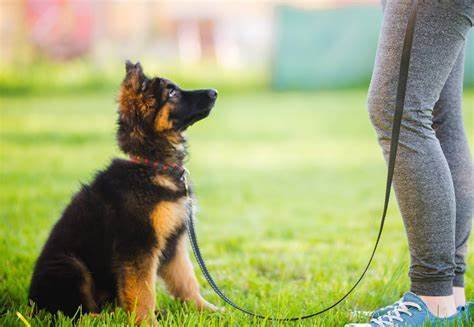 How long should you walk your dog