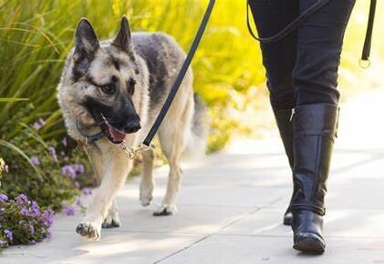 How Long Should You Walk Your Dog for Optimal Health and Happiness?