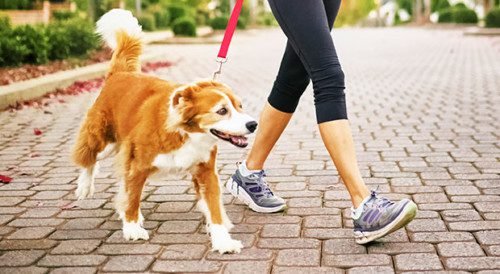 walking dog 500x274 1