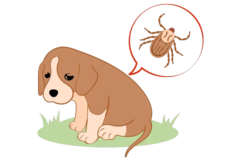 Eight Ways to Prevent Tick-Borne Illnesses in Your Dog