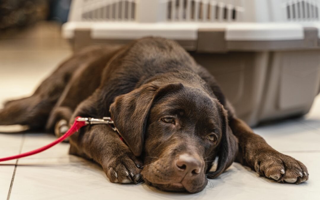 The most common dog diseases: symptoms and treatments