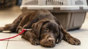 cute brown dog pet shop min